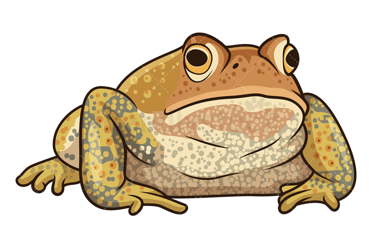 Cartoon True Toad Vector Graphic - FriendlyStock