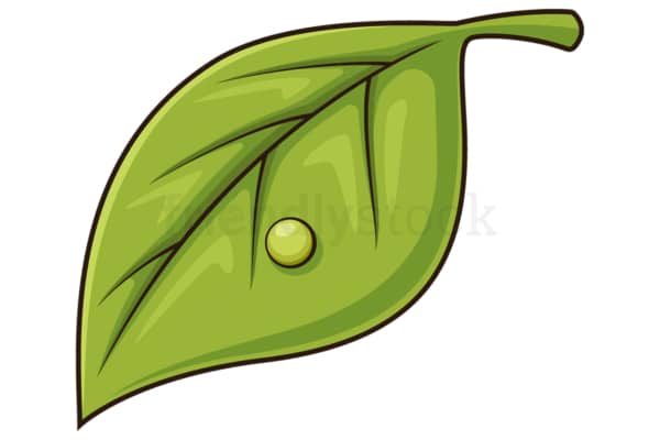 Butterfly egg on host plant. PNG - JPG and vector EPS (infinitely scalable).