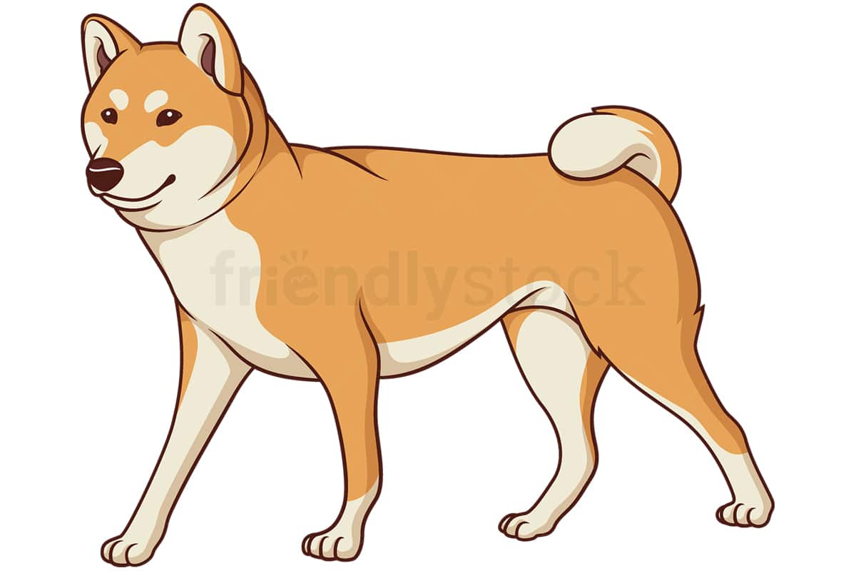 Cartoon shiba inu walking. PNG - JPG and vector EPS (infinitely scalable).