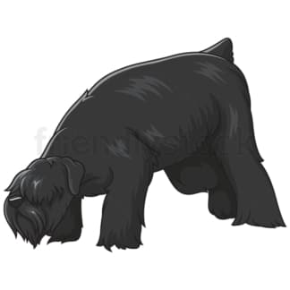 Cartoon black russian terrier sniffing. PNG - JPG and vector EPS (infinitely scalable).