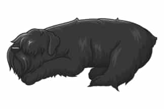 Cartoon sleeping black russian terrier. PNG - JPG and vector EPS (infinitely scalable).