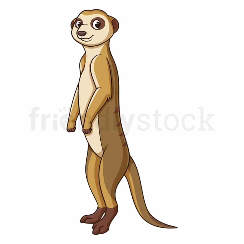 Cartoon meerkat safari animal. PNG - JPG and vector EPS file formats (infinitely scalable). Image isolated on transparent background.