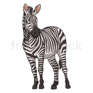Cartoon zebra safari animal. PNG - JPG and vector EPS file formats (infinitely scalable). Image isolated on transparent background.