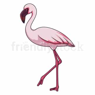 Cartoon lesser flamingo. PNG - JPG and vector EPS file formats (infinitely scalable). Image isolated on transparent background.